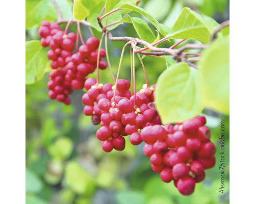 Chinesische Beerentraube mit Früchten und Blättern