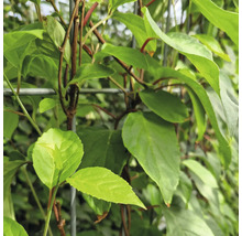 Kletterpflanze mit Blättern am Rankgitter