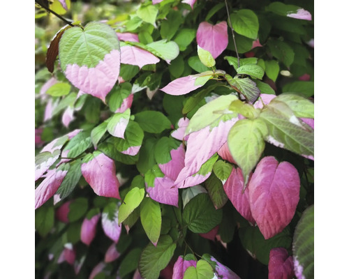 Japanische Strahlengriffel-Pflanze mit grünen und pinken Blättern.