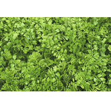 Nahaufnahme einer dichten, künstlichen Pflanzendecke für den Innen- und Außenbereich.