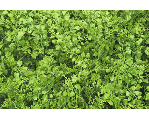 Nahaufnahme einer dichten, künstlichen Pflanzendecke für den Innen- und Außenbereich.