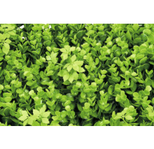 Künstliche Buchsbaumhecke mit grünen Blättern