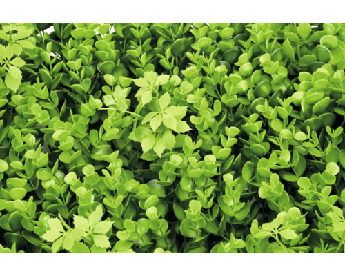 Künstliche Buchsbaumhecke mit grünen Blättern