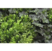 Künstliche Pflanzenwand mit verschiedenen grünen Pflanzen