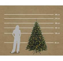 Größenvergleich einer beleuchteten Weihnachtstanne mit einer Frau