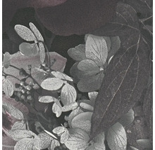 Nahaufnahme von Hortensienblättern