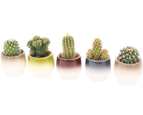 Fünf Kakteen in Pflanzgefäßen