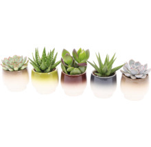 Fünf Sukkulenten in Keramiktöpfen