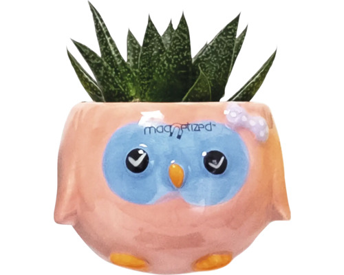 Sukkulente in Blumentopf mit Eulendesign