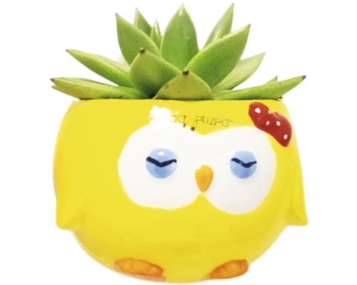 Dekorative Sukkulente in gelbem Blumentopf mit Eulenmotiv