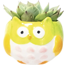 Dekorative Sukkulente in einem Eulen Pflanzgefäß