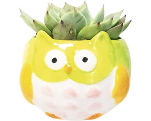 Dekorative Sukkulente in einem Eulen Pflanzgefäß