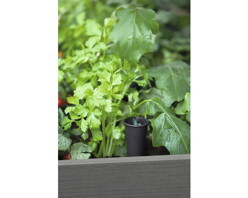 Nahaufnahme von Kräutern in einem Hochbeet