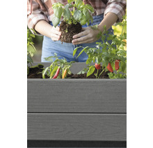 Eine Person pflanzt Basilikum in einen grauen Pflanzkasten mit Chili Pflanzen.