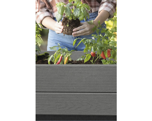 Eine Person pflanzt Basilikum in einen grauen Pflanzkasten mit Chili Pflanzen.