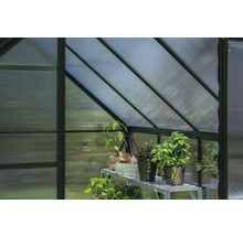 Innenansicht eines Gewächshauses mit Pflanzen auf einem Regal