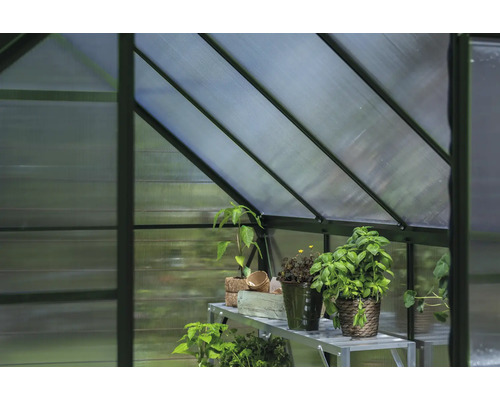 Innenansicht eines Gewächshauses mit Pflanzen auf einem Regal