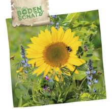 Blumenwiese mit Sonnenblume und Insekten, dazu Schriftzug Mein Bodenschatz