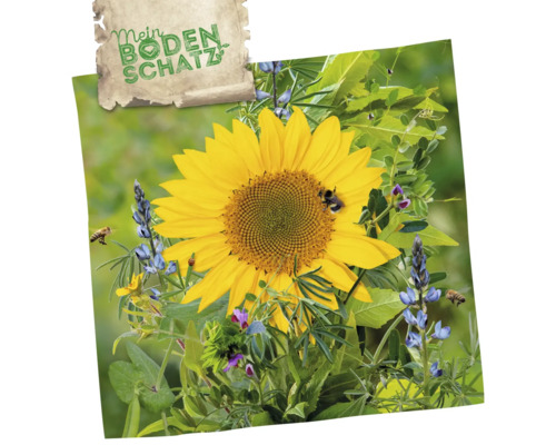 Blumenwiese mit Sonnenblume und Insekten, dazu Schriftzug Mein Bodenschatz