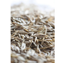 Nahaufnahme von Rasensamen