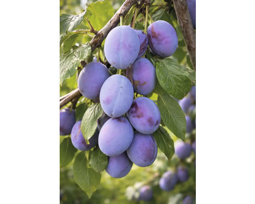 Pflaumen am Ast mit Blättern