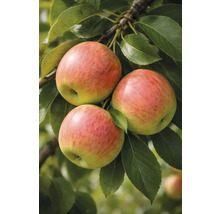 Drei Äpfel am Zweig mit grünen Blättern