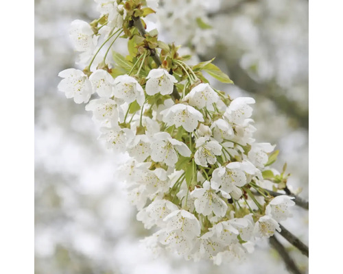 Blühender Kirschbaumzweig mit weißen Blüten