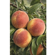 Nahaufnahme von Pfirsichen am Baum mit Blättern