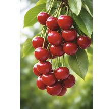 Reife Kirschen mit Blättern an einem Zweig