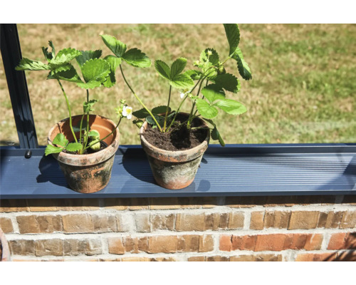 Zwei Erdbeerpflanzen in Terrakottatöpfen auf einer grauen Fensterbank vor einer Ziegelwand.