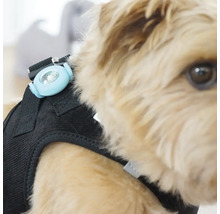 LED Sicherheitslicht für Hunde an einem Geschirr befestigt.