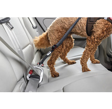 Verstellbare Hunde-Sicherheitsleine für das Auto, Karabiner am Sicherheitsgurt befestigt, Hund auf der Rückbank.