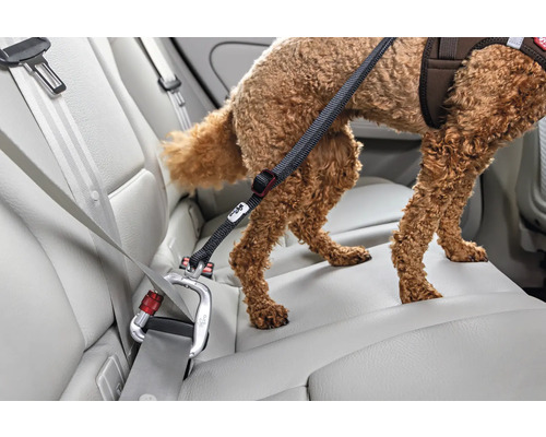 Verstellbare Hunde-Sicherheitsleine für das Auto, Karabiner am Sicherheitsgurt befestigt, Hund auf der Rückbank.