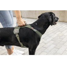 Verstellbares Hundegeschirr in Olivgrün mit gepolstertem Rücken und Haltegriff an einem schwarzen Hund.