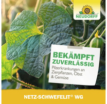 Neudorff Logo über Blatt mit Pilzbefall, Text zur Bekämpfung von Pilzerkrankungen an Zierpflanzen, Obst und Gemüse mit Netz-Schwefelit WG.
