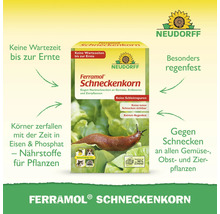 Neudorff Ferramol Schneckenkorn gegen Nacktschnecken an Gemüse und Obst. Regenfest, keine Wartezeit bis zur Ernte, schont Haustiere und Nützlinge.
