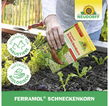 Anwendung von Neudorff Ferramol Schneckenkorn im Gartenbeet mit Jungpflanzen. Das Mittel ist haustierschonend und biologisch. Neudorff Logo.