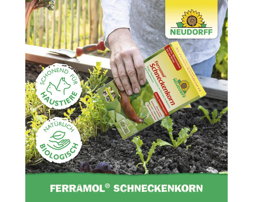 Anwendung von Neudorff Ferramol Schneckenkorn im Gartenbeet mit Jungpflanzen. Das Mittel ist haustierschonend und biologisch. Neudorff Logo.