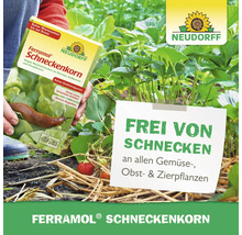 Eine Hand hält Neudorff Ferramol Schneckenkorn über Erdbeeren im Garten. Ein Schild weist auf die Wirkung gegen Schnecken bei Obst und Gemüse hin.