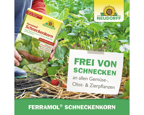 Eine Hand hält Neudorff Ferramol Schneckenkorn über Erdbeeren im Garten. Ein Schild weist auf die Wirkung gegen Schnecken bei Obst und Gemüse hin.