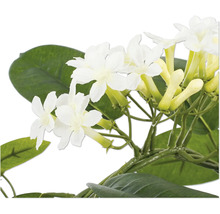 Nahaufnahme einer Kranzschlinge Stephanotis floribunda mit weißen Blüten und grünen Blättern.