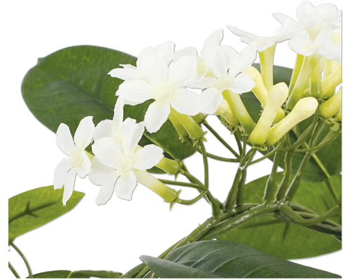 Nahaufnahme einer Kranzschlinge Stephanotis floribunda mit weißen Blüten und grünen Blättern.