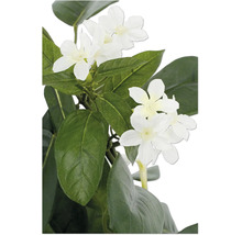 Künstliche Pflanze mit weißen Blüten und grünen Blättern