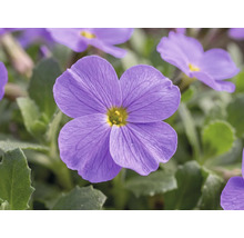 Nahaufnahme einer lila Blaukissen-Blüte mit gelber Mitte.