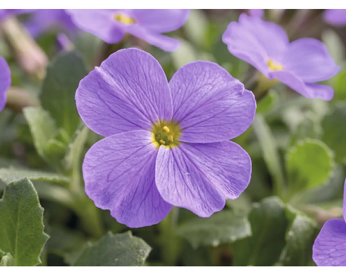 Nahaufnahme einer lila Blaukissen-Blüte mit gelber Mitte.