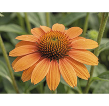 Orangefarbener Sonnenhut Echinacea.