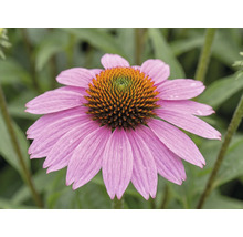 Blühender Purpur-Sonnenhut Echinacea purpurea mit rosa Blütenblättern und kegelförmiger Mitte.