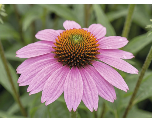 Blühender Purpur-Sonnenhut Echinacea purpurea mit rosa Blütenblättern und kegelförmiger Mitte.