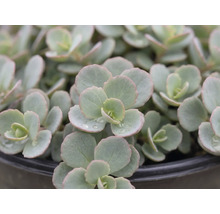 Hellgrünes Sedum mit runden, fleischigen Blättern und rosa Rändern in einem Topf.