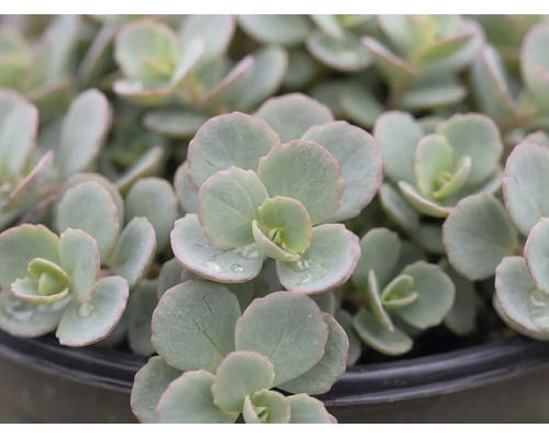 Hellgrünes Sedum mit runden, fleischigen Blättern und rosa Rändern in einem Topf.